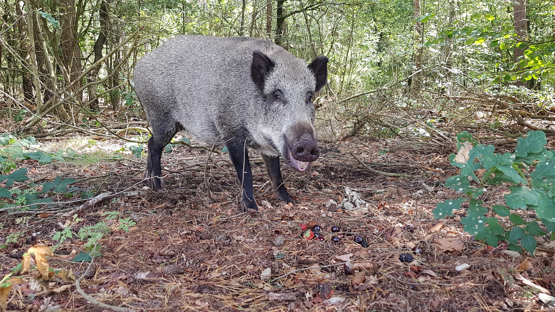Lachend Wild Varken